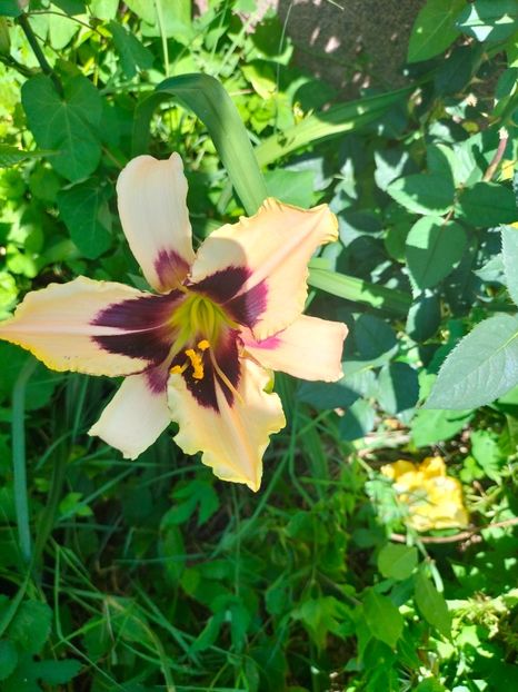 IMG20220621113302 - Iunie 2022 1