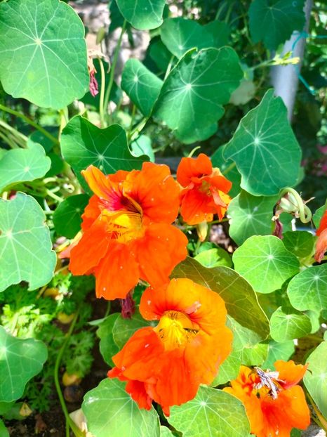 IMG20220621112841 - Iunie 2022 1