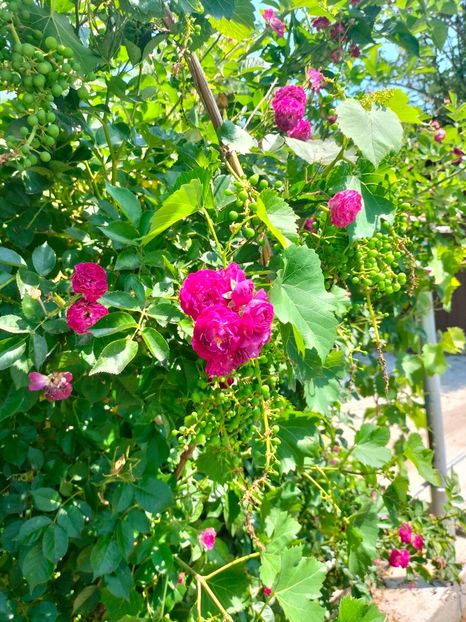 IMG20220621112830 - Iunie 2022 1