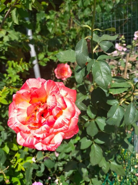 IMG20220621112816 - Iunie 2022 1