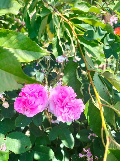 IMG20220621112809 - Iunie 2022 1