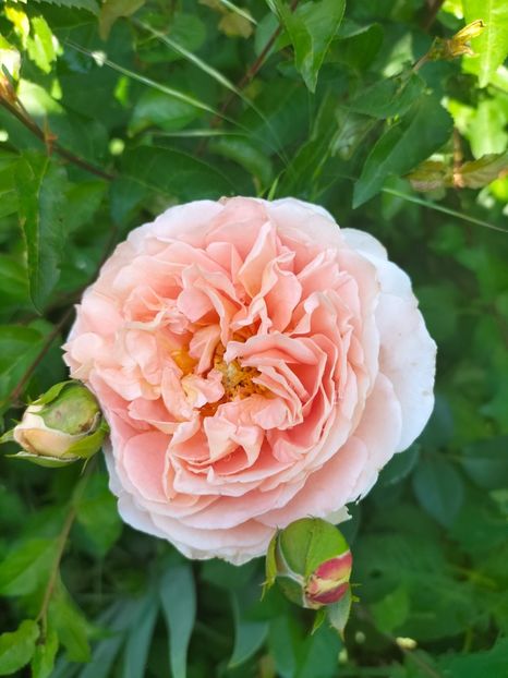 IMG20220621111427 - Iunie 2022 1