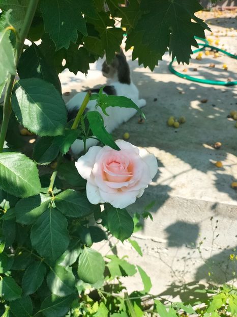 IMG20220621111419 - Iunie 2022 1