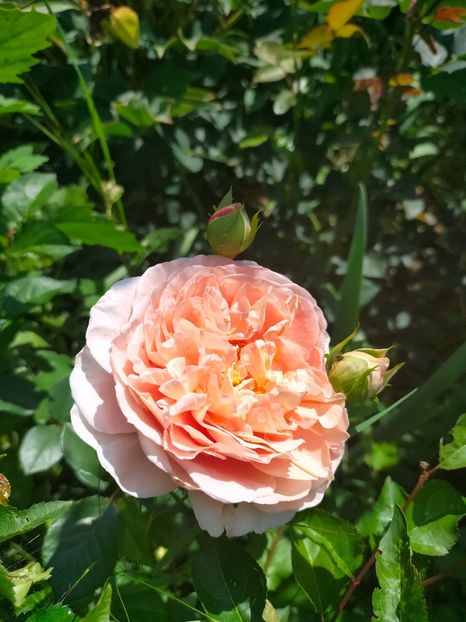 IMG20220621111331 - Iunie 2022 1