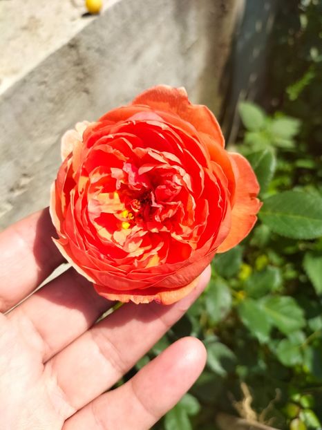 IMG20220621111322 - Iunie 2022 1