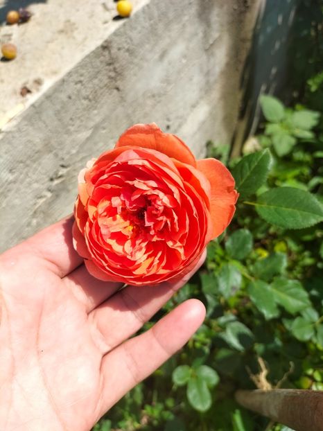 IMG20220621111319 - Iunie 2022 1