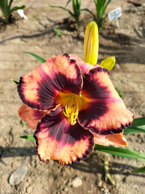 Adamas - Hemerocallis 2022