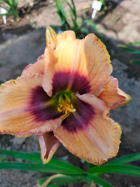 Monday Morning Blues - Hemerocallis 2022