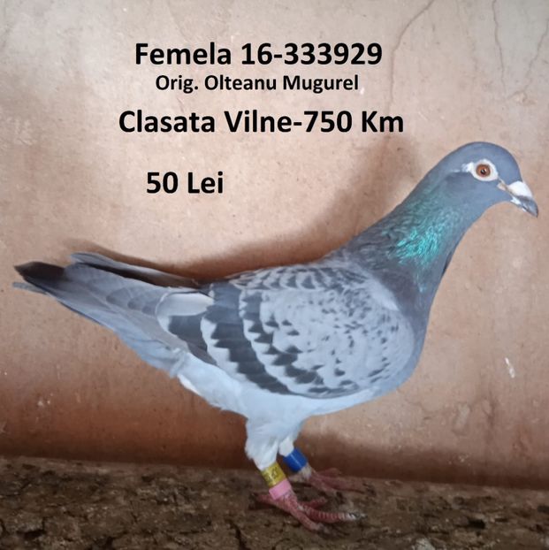 Femela 16-929....-Dragodanesti - Porumbei vanduti