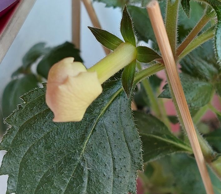  - YELLOW ENGLISH ROSE 2