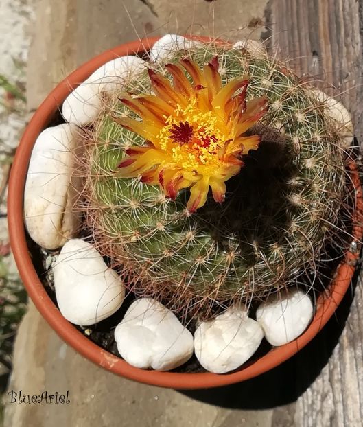  - Notocactus concinnus v joadii