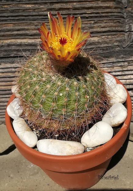  - Notocactus concinnus v joadii
