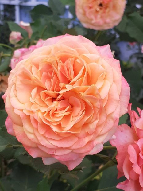  - La Villa Cotta 2021_ 2022