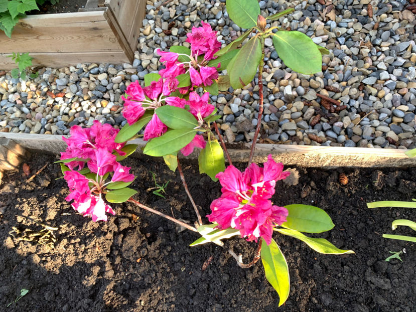  - Jurnalul gradinii 2022