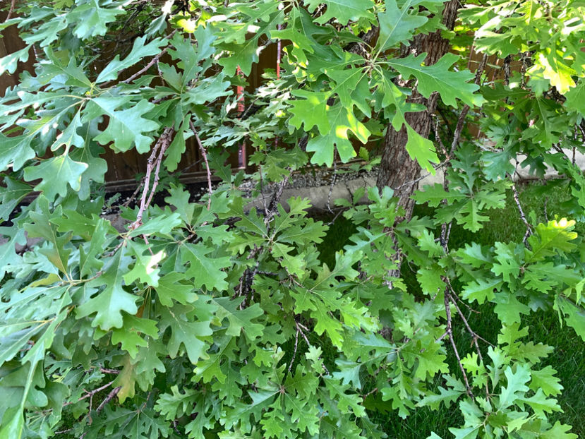  - Jurnalul gradinii 2022