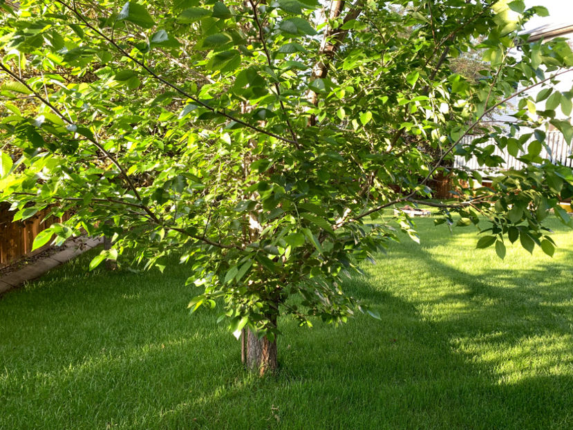  - Jurnalul gradinii 2022