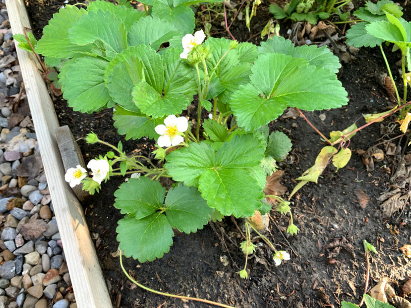  - Jurnalul gradinii 2022