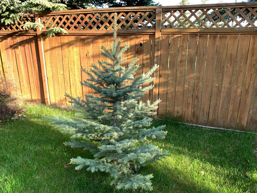  - Jurnalul gradinii 2022