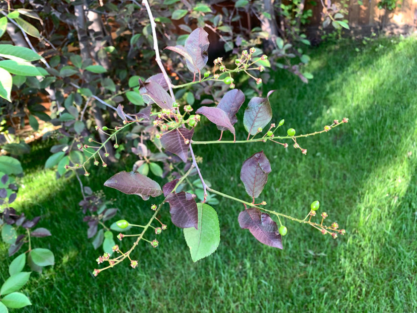  - Jurnalul gradinii 2022