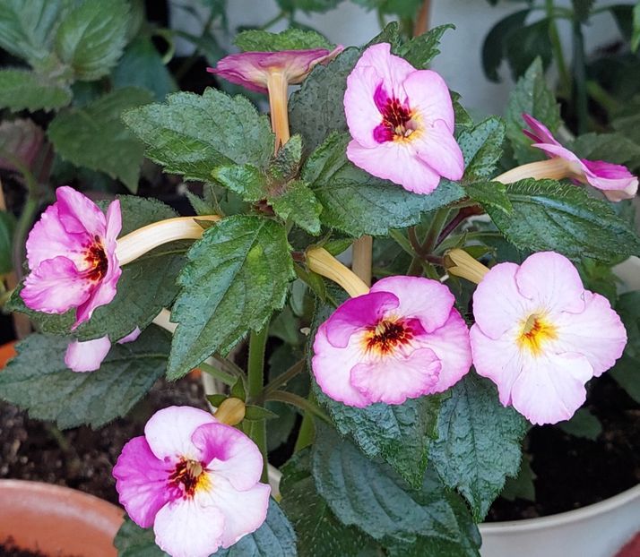 COUP DE FOUDRE - COUP DE FOUDRE