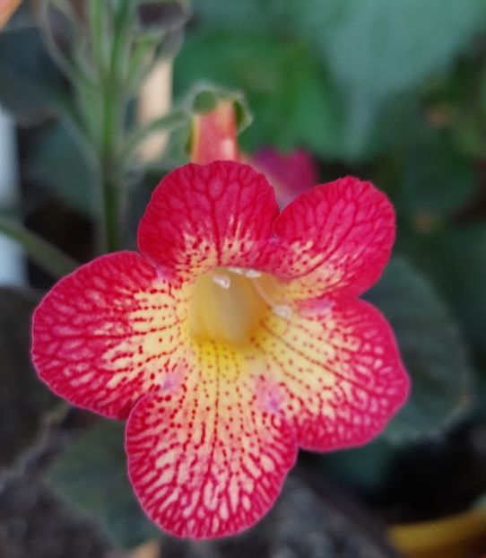  - Northwoods Sunburst