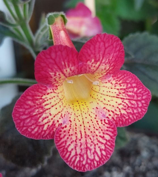  - Northwoods Sunburst