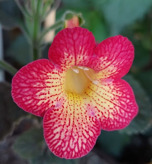  - Northwoods Sunburst