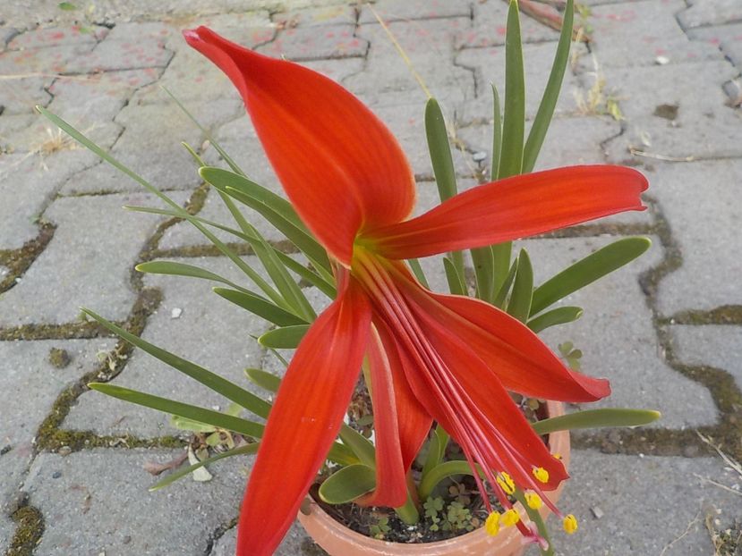  - crinul sprekelia