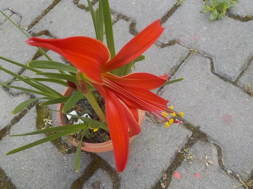  - crinul sprekelia