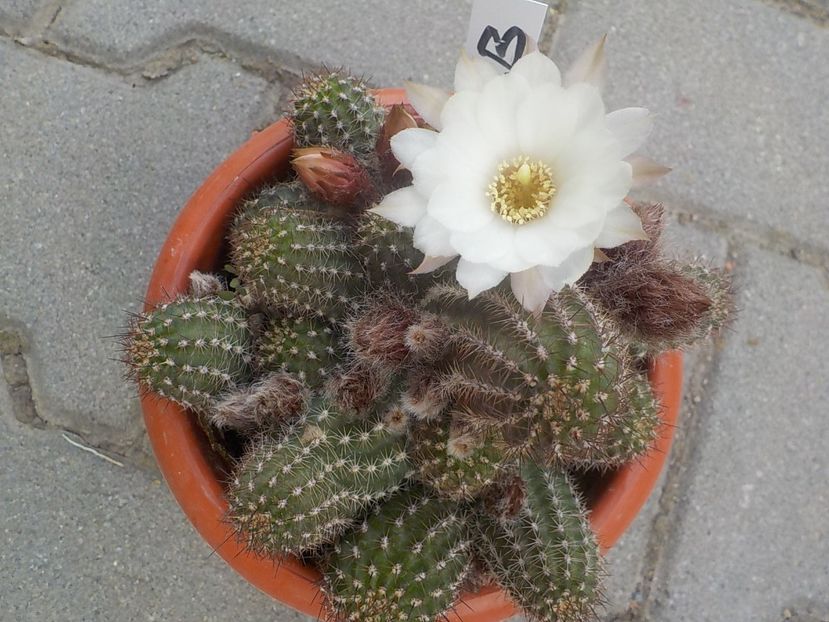  - chamacereus hibrid