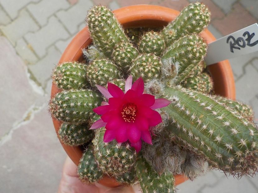  - chamacereus hibrid