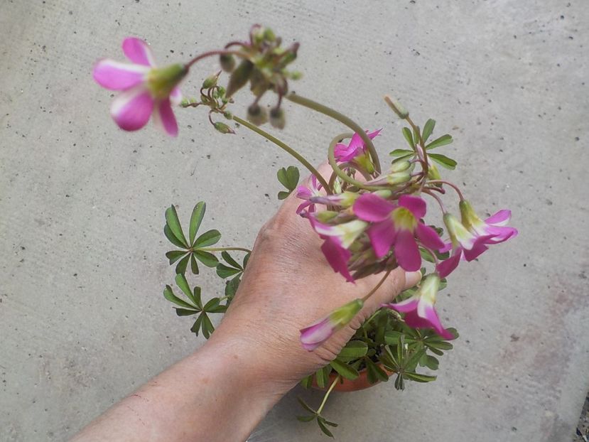  - oxalis adenophylla