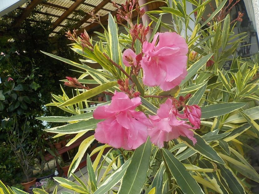  - variegat nr 24