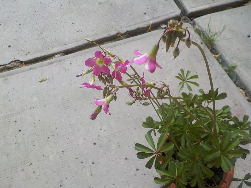  - oxalis adenophylla