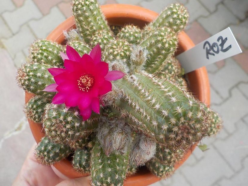  - chamacereus hibrid
