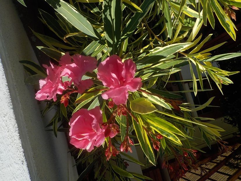  - variegat nr 24