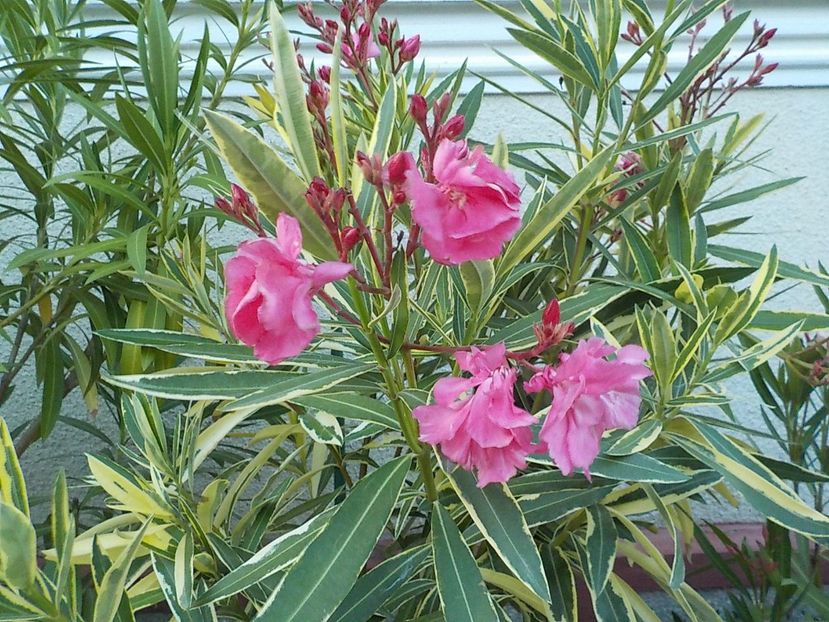  - variegat nr 24