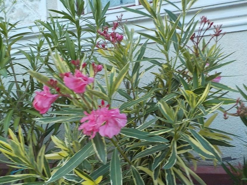  - variegat nr 24