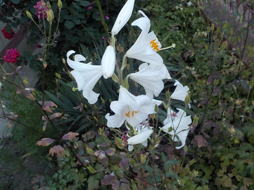  - lilium candidum