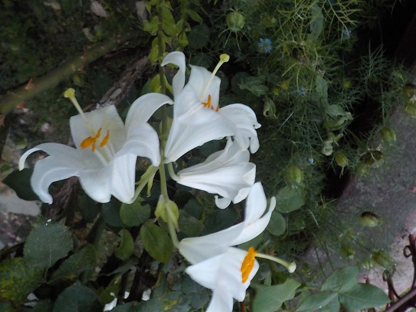  - lilium candidum