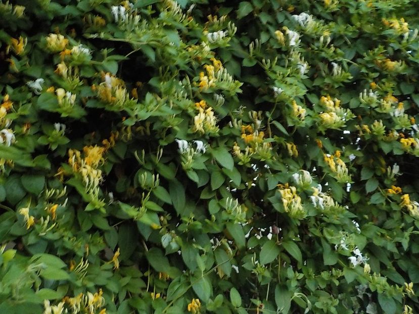 - lonicera