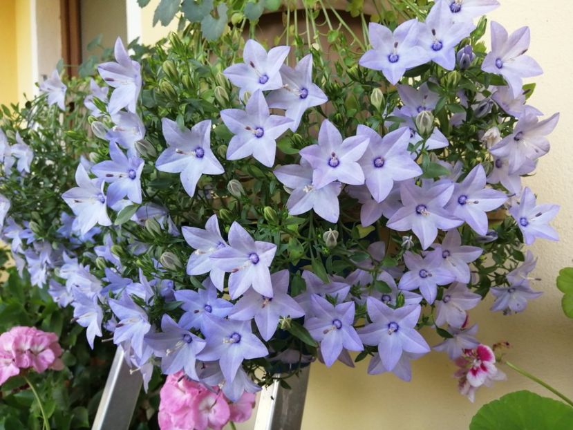  - Campanula