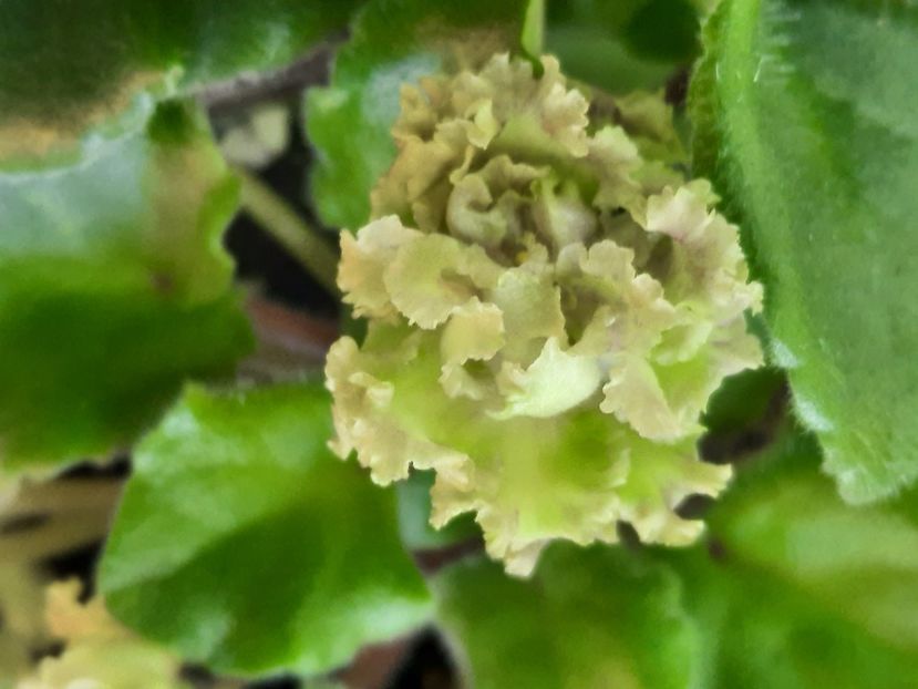  - Allegro Pink Pistachio