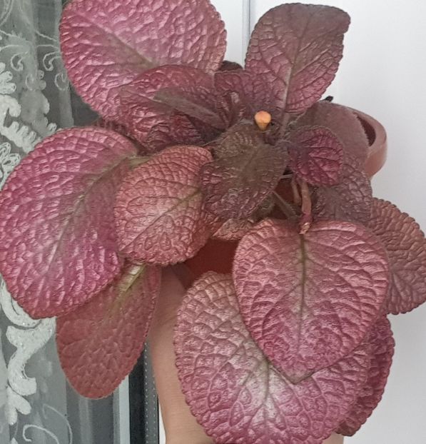 Strawberry Mist - Episcia 2022