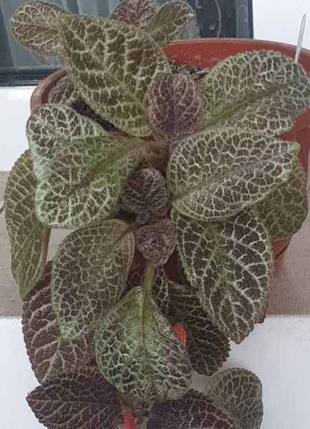 Tiger Stripe - Episcia 2022