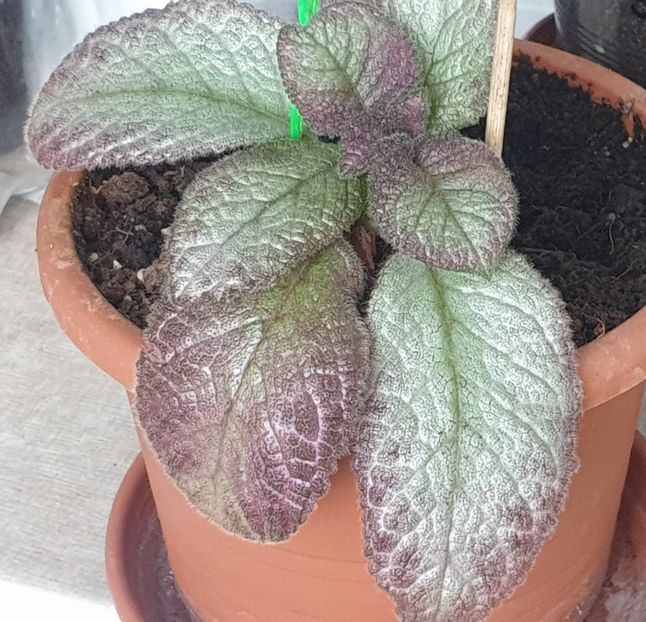 Jim's Sea of Love - Episcia 2022