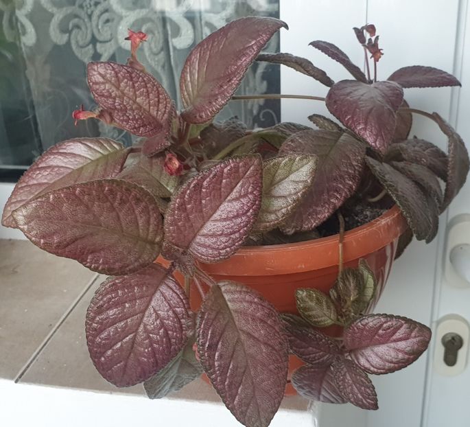 Malaysian Gem - Episcia 2022