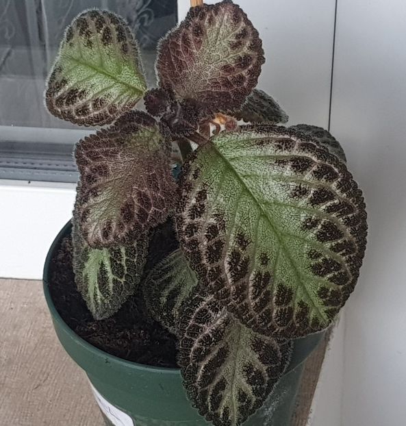 Noel - Episcia 2022