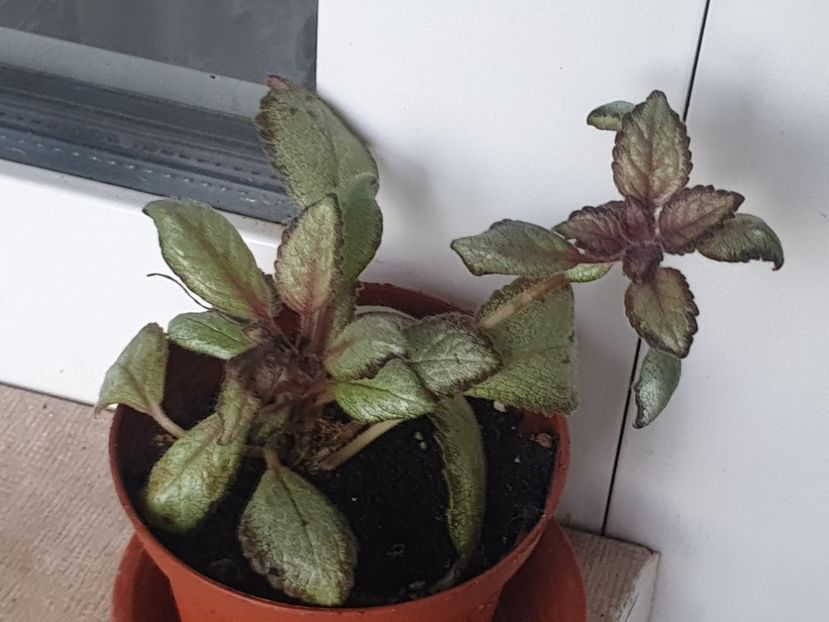 Silver Skyes - Episcia 2022