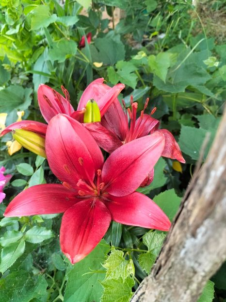 IMG20220621203844 - Iunie 2022 1